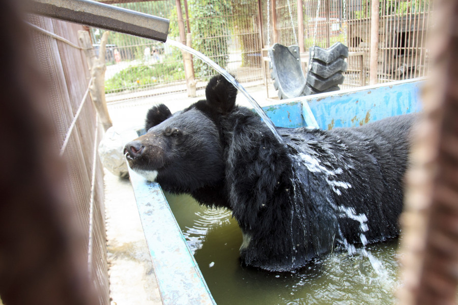 Животных в Барнаульском зоопарке спасают от жары. 