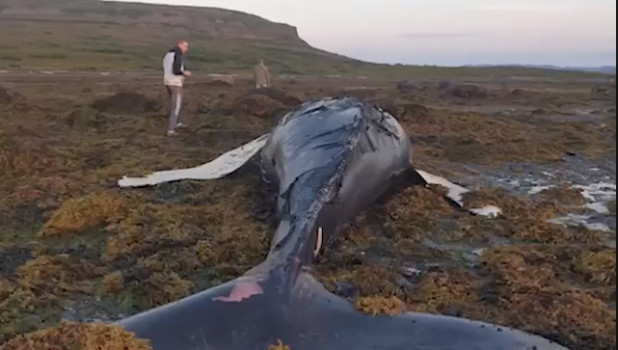 Шестиметровый труп кита выбросило на берег в российском регионе