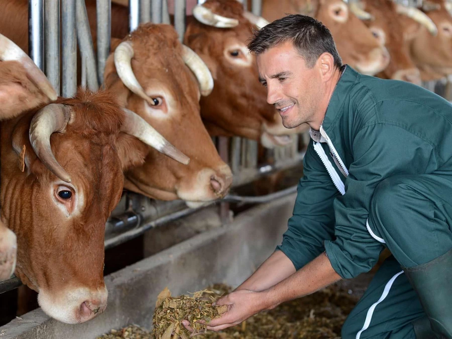 Россельхозбанк на 39% увеличил поддержку алтайских аграриев с начала года.