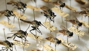 Коллекция двукрылых насекомых.