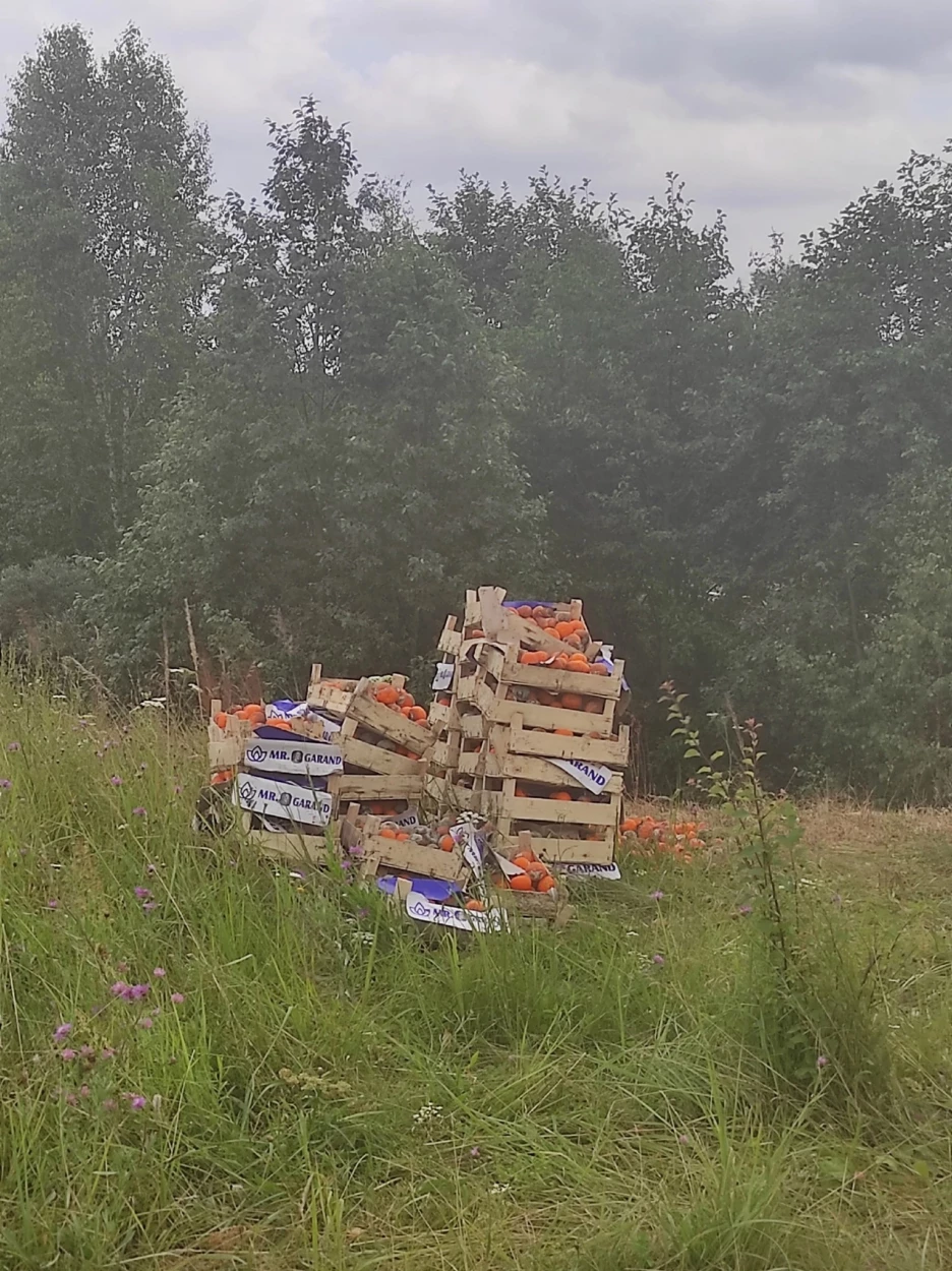 Домик Чебурашки. Огромная гора мандаринов оказалась под российским городом