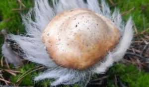 "Волосатые" грибы.