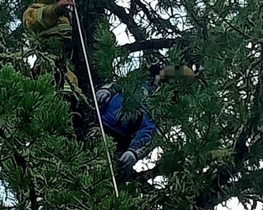 Мужчина забрался на кедр за шишкой и умер.