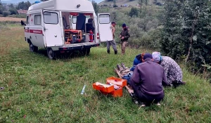 На Алтае эвакуировали из тайги мужчину, который упал с кедра 