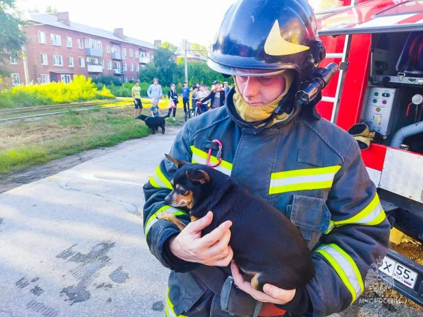 Сибирские пожарные спасли из огня пять кошек и одну собаку