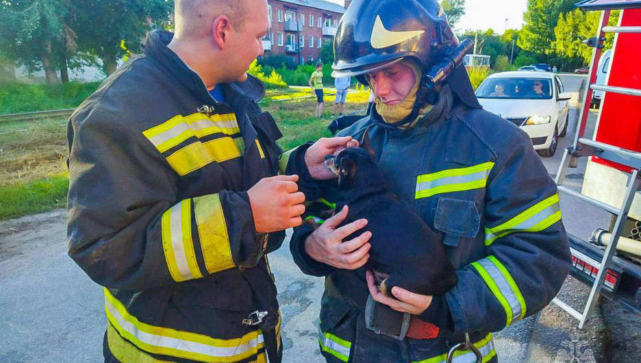 Сибирские пожарные спасли из огня пять кошек и одну собаку