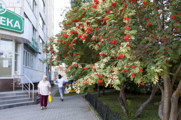 Барнаульские улицы. Рябина.