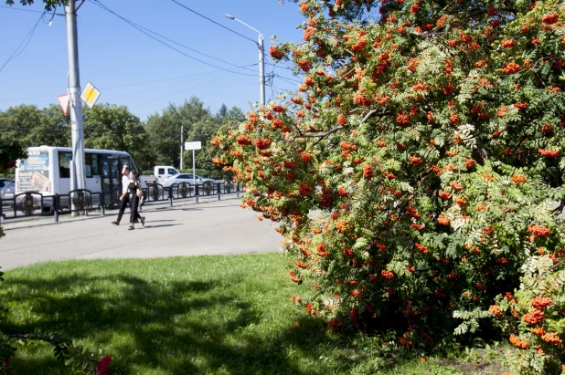 Барнаульские улицы. Рябина.