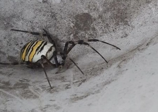 В Саратовской области заметили ядовитого паука-осу