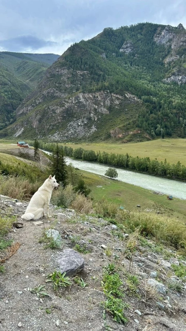 Алтайский Хатико