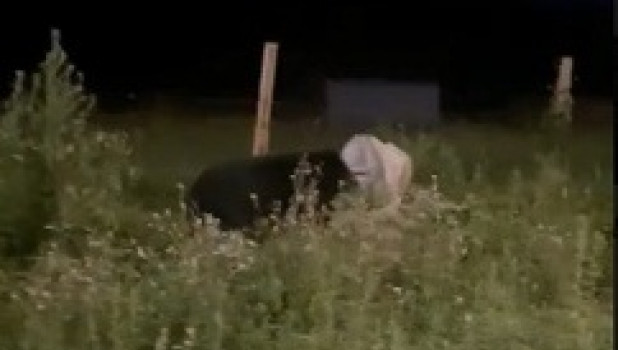 Медведь с бидоном на голове в Приморье