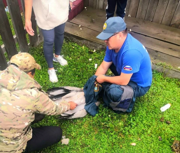 На Алтае спасли раненого журавля.