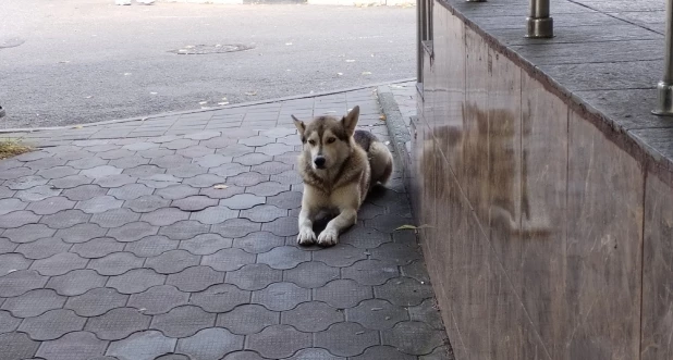 На улицах города часто встречаются упитанные бродяжки