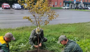 В Барнауле планируют высадить более 450 молодых деревьев.
