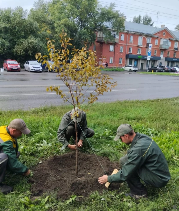 В Барнауле планируют высадить более 450 молодых деревьев.