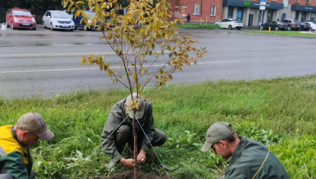 В Барнауле планируют высадить более 450 молодых деревьев.