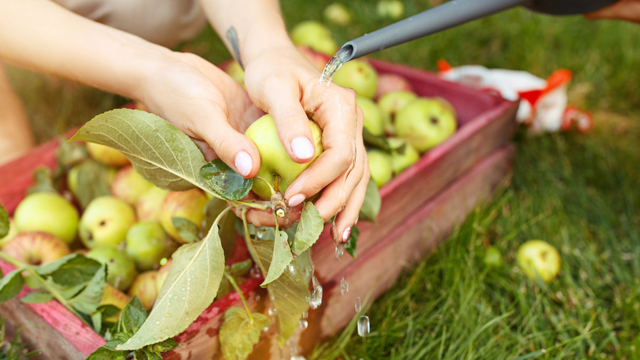 При съёме плодов нельзя стирать защитный восковой налёт, которым они покрыты,
так как он предохраняет яблоки от испарения влаги, сохраняет сочность и улучшает
условия хранения после съёма.
