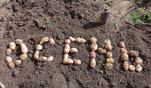 Картошка - картошечка. Жители Барнаула собрали урожай и поделились забавными фото.