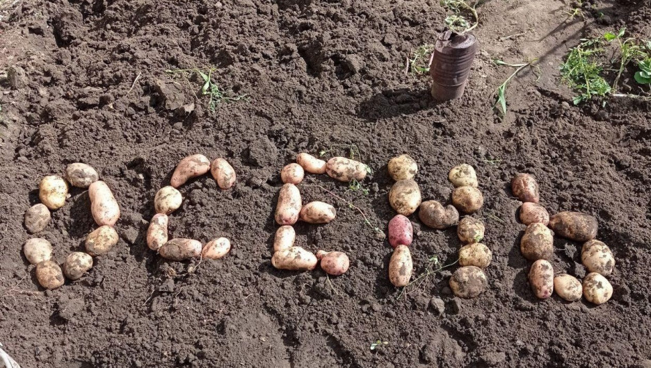 Картошка - картошечка. Жители Барнаула собрали урожай и поделились забавными фото.