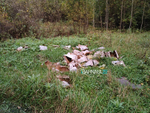 Жители Барнаула жалуются, что кабачки в коробках выбрасывают прямо посреди леса.