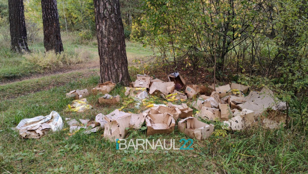 Жители Барнаула жалуются, что кабачки в коробках выбрасывают прямо посреди леса.