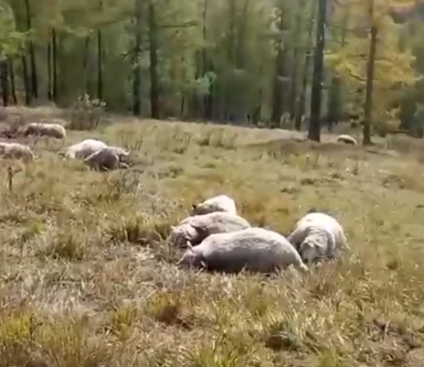 На Алтае молния убила стадо овец.