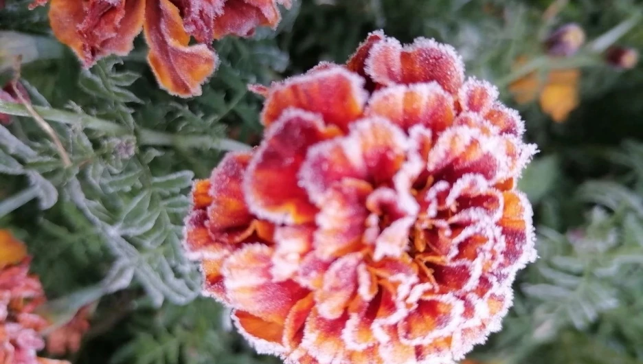Морозные цветы после первых серьезных заморозков радуют глаз.