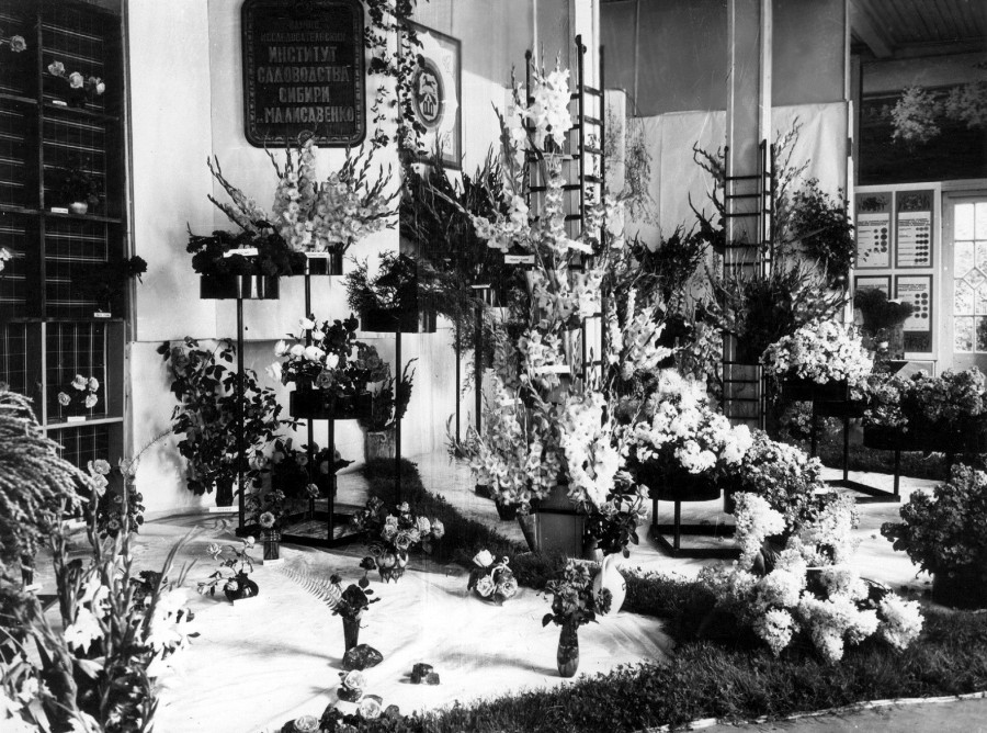 Экспозиция НИИ садоводства им. М. А. Лисавенко на выставке цветов, посвященной 250-летию г. Барнаула. ВДНХ.