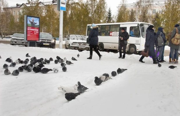 Последствия снегопада в октябре в Барнауле. 2016 год.