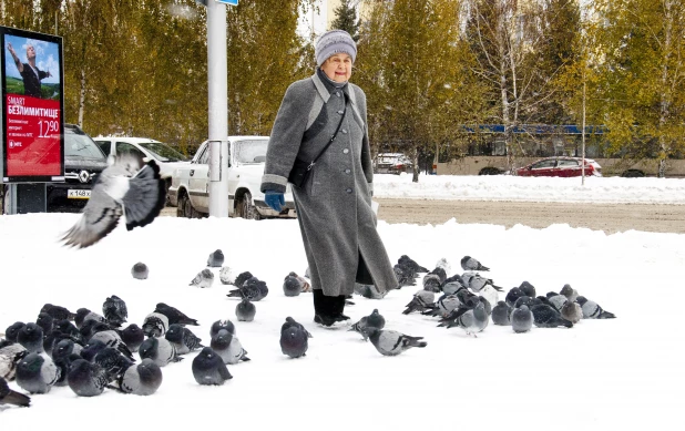 Последствия снегопада в октябре в Барнауле. 2016 год.