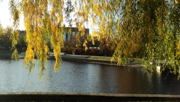 Осень в "Изумрудном" парке: природа готовится к зиме и покрыла пруд желтыми листьями.