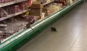 Крысы в новосибирском супермаркете