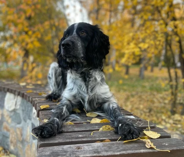 Собаки.