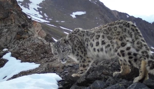 Снежный барс в Республике Алтай.