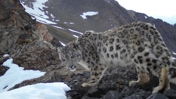 Снежный барс в Республике Алтай.