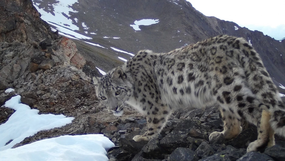Снежный барс в Республике Алтай.