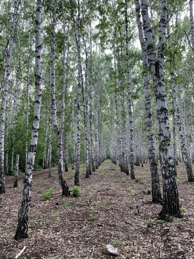 Березовая роща на Солнечной поляне. 