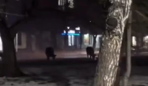 Коровы в центре Бийска