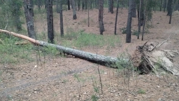 Ветер повалил деревья в Барнауле. 