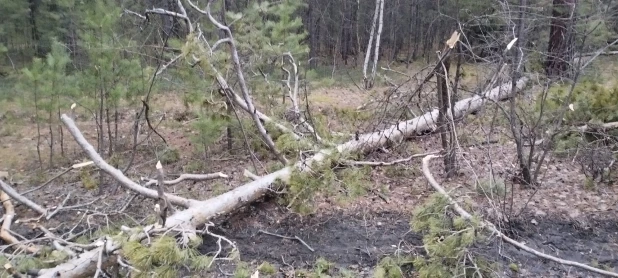 Ветер повалил деревья в Барнауле. 