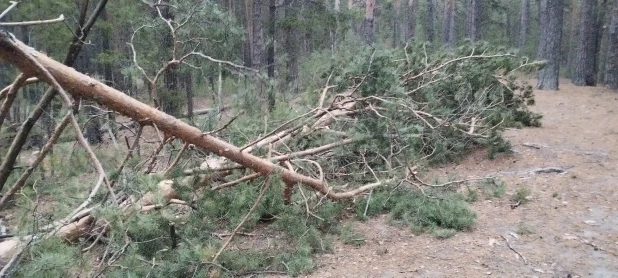 Ветер повалил деревья в Барнауле. 