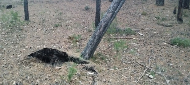 Ветер повалил деревья в Барнауле. 