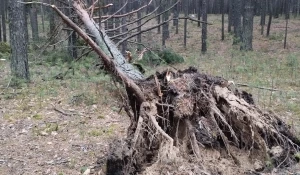 Ураган в Барнауле. 