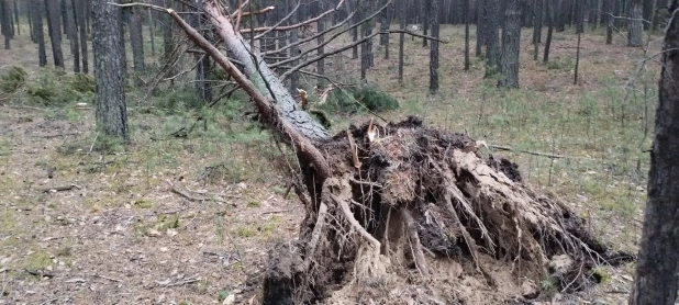 Ураган в Барнауле. 