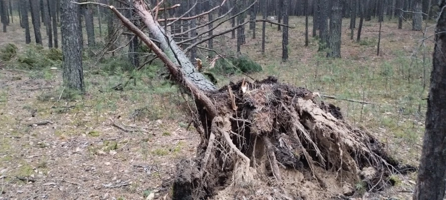 Трасса здоровья в Барнауле после урагана. 