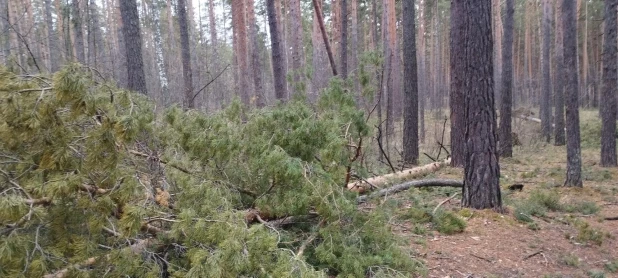 Трасса здоровья в Барнауле после урагана. 