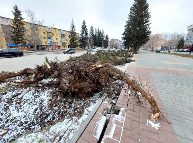 Упали все елочки: последствия урагана у театра драмы в Барнауле.