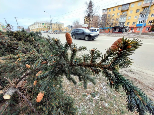 Упали все елочки: последствия урагана у театра драмы в Барнауле.