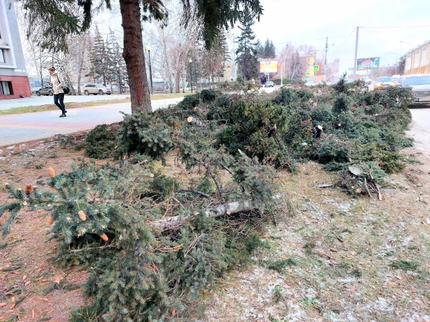 Упали все елочки: последствия урагана у театра драмы в Барнауле.