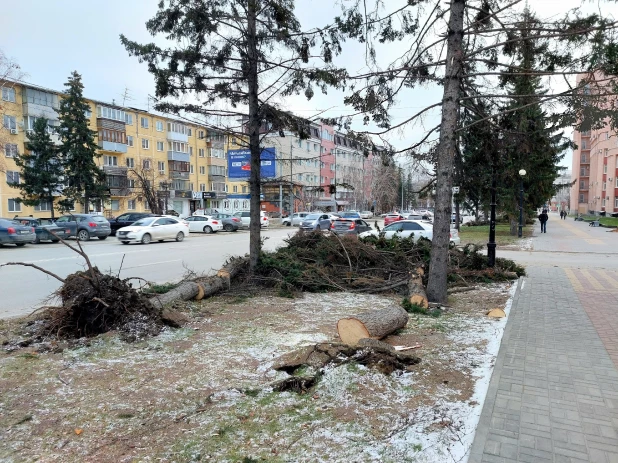 Упали все елочки: последствия урагана у театра драмы в Барнауле.